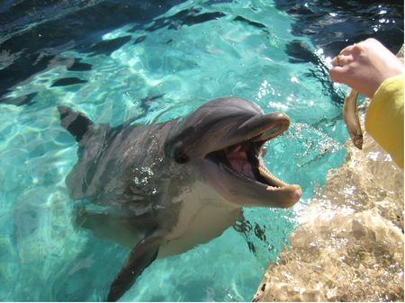 Dolphin Cove photo, from ThemeParkInsider.com